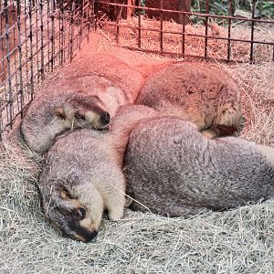 Bobak Marmot (Marmota bobak) - Green World