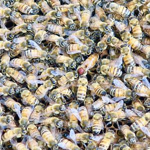 Honey Bee (Apis sp.) - Green World