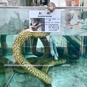 Green Anaconda (Eunectes murinus) - Green World