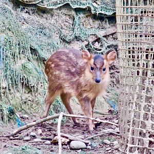 Reeves' Muntjac fawn (Muntiacus reevesi micrurus) - Green World