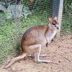 Papuan Agile Wallaby (Macropus agilis papuanus) - Green World