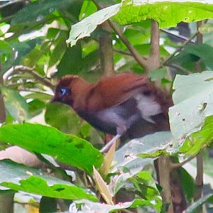 Rusty Laughingthrush (Pterorhinus poecilorhynchus) - Green World