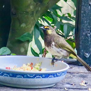 Orange-Spotted Bulbul (Pycnonotus bimaculatus) - Green World