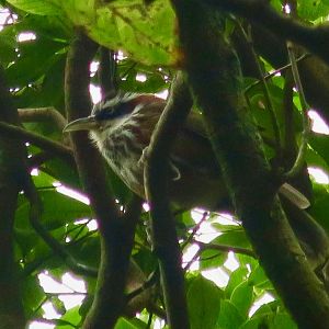 Taiwan Scimitar-Babbler (Pomatorhinus musicus) - Green World