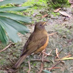 Brown-Headed Thrush (Turdus chrysolaus) - Green World Farm