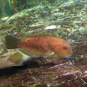 Azurio Tuskfish (Choerodon azurio)