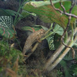 Chameleon in Swedish pet store 2015