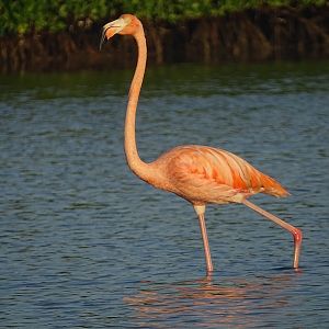 Caribbean flamingo (Phoenicopterus ruber)