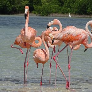Caribbean flamingo (Phoenicopterus ruber)