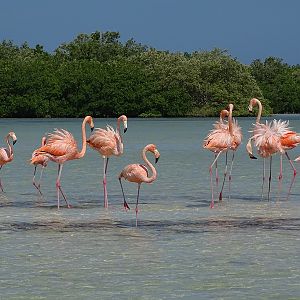 Caribbean flamingo (Phoenicopterus ruber)