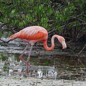 Caribbean flamingo (Phoenicopterus ruber)