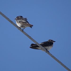 Mangrove swallow (Tachycineta albilinea)