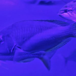 Robust Tuskfish (Choerodon robustus)