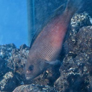 Fire-Tailed Devil/Dottyback (Labracinus cyclophthalmus)