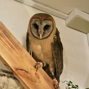 Ashy-Faced Owl (Tyto glaucops)