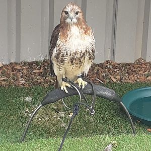 Red tailed hawk