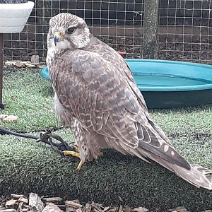 Saker falcon