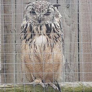 Bengal eagle owl