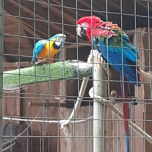 Blue and gold macaw and red and green macaw