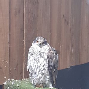 Northern goshawk