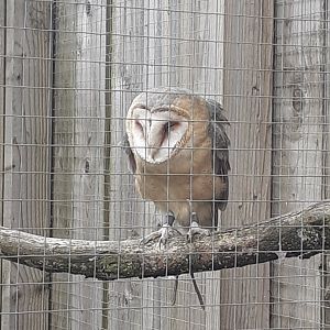 Barn owl