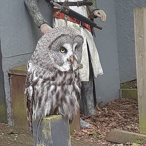 Great grey owl
