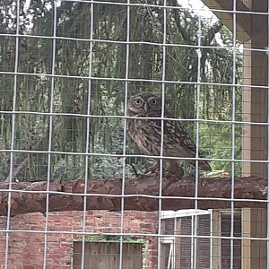 Little owl