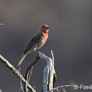 house finch