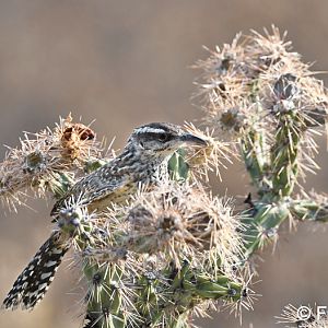 cactus wren