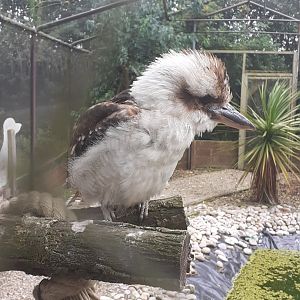 Laughing kookaburra