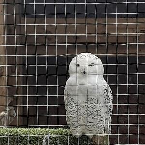 Snowy owl
