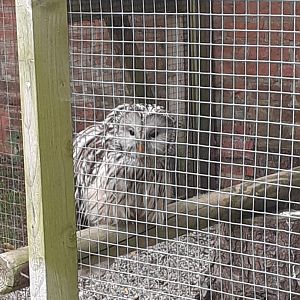 Ural owl
