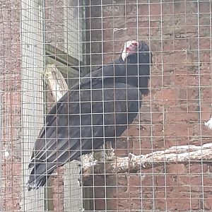 Turkey vulture