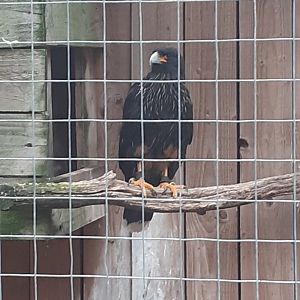 Striated caracara