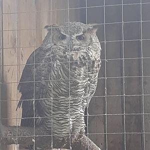 Great horned owl
