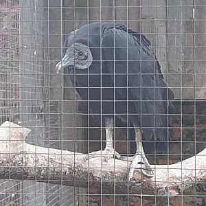 Black vulture
