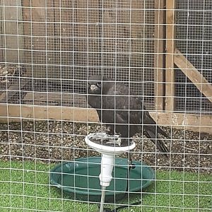 Gyr falcon (black morph)