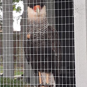 Southern crested caracara