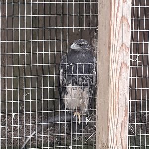 Black chested buzzard eagle