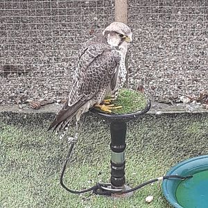 Lanner falcon