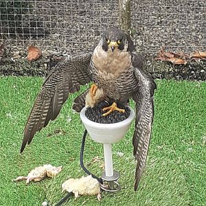 Peregrine falcon
