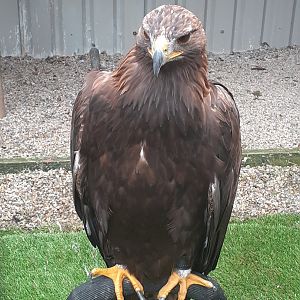 Golden eagle