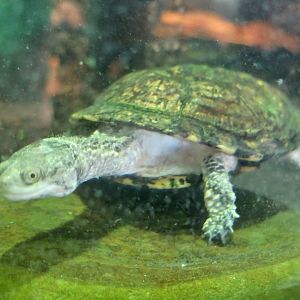 Chaco Side-Necked Turtle (Acanthochelys pallidipectoris)