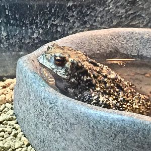 Asiatic Toad (Bufo gargarizans)