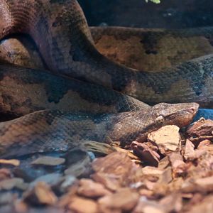 Solomon Islands Ground Boa (Candoia paulsoni)