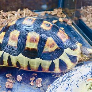 Angulate Tortoise (Chersina angulata)