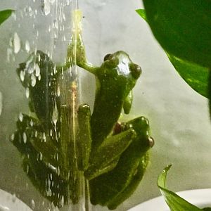 San Jose Cochran Frog (Cochranella euknemos)