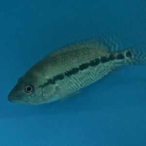 Turquoise Cichlid (Kronoheros umbiferus)