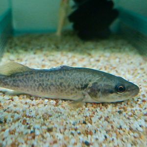 Murray Cod (Maccullochella peelii)