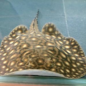 Potamotrygon boesmani